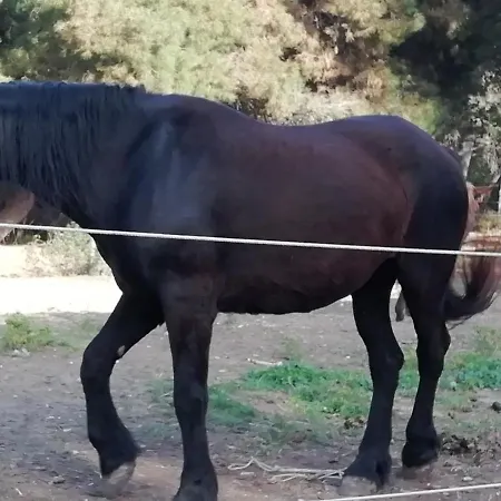 Bed & Breakfast Mattei Domus Lesina